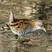 Baillon's Crake